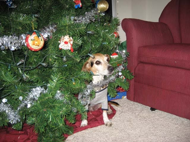 Pushkin was rustling around under the tree before Grandma got this photo of him