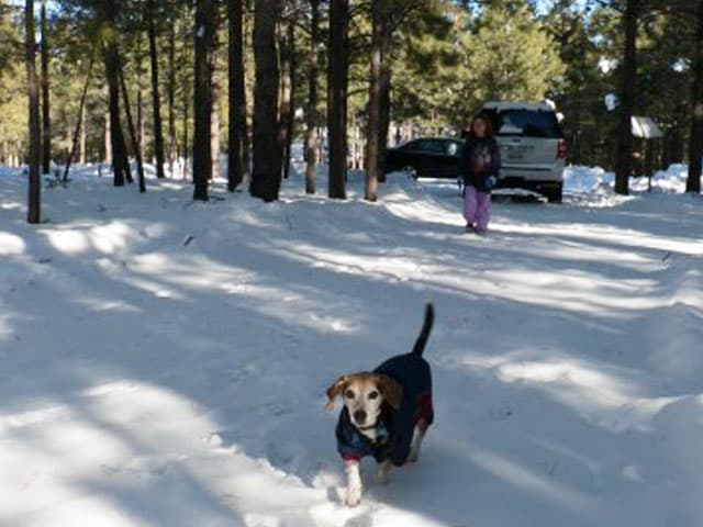 Enjoying a stroll in the snow