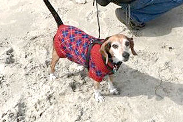 Dog Beach, San Diego