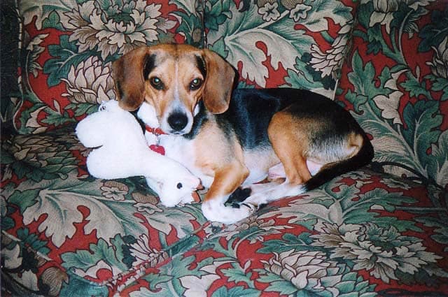 The first evening home, with his first toy