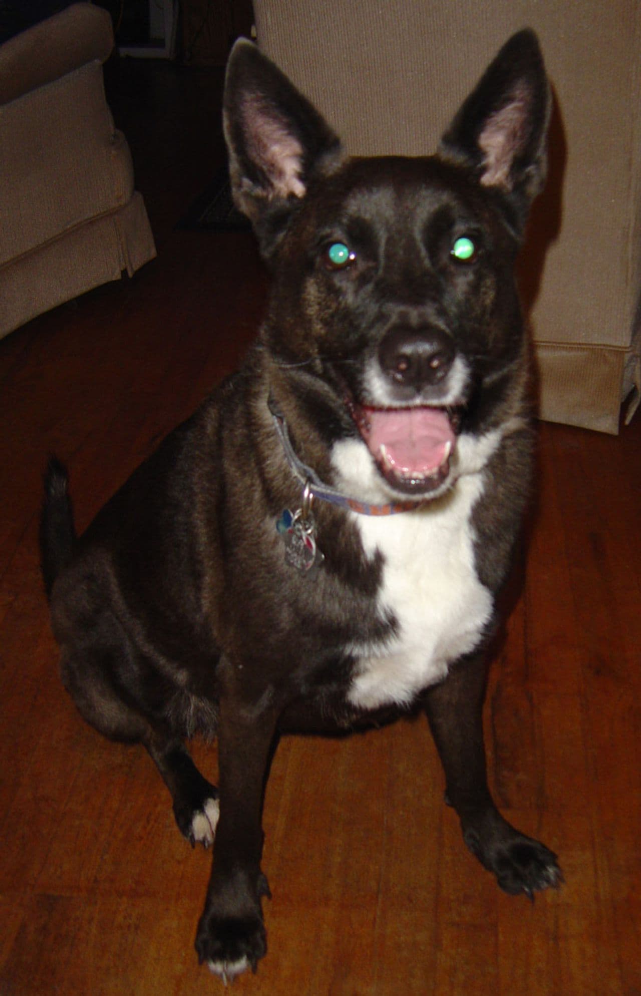 Callie, AKA  the DINGO