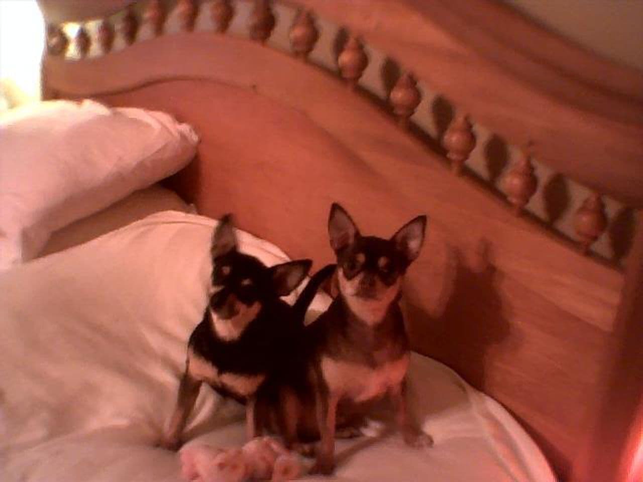 Monster Pee Wee and Spooky Boo "Pooh Bear"
