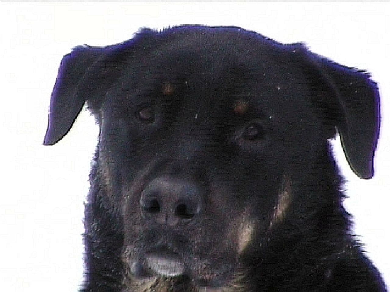 Mickey the Dog