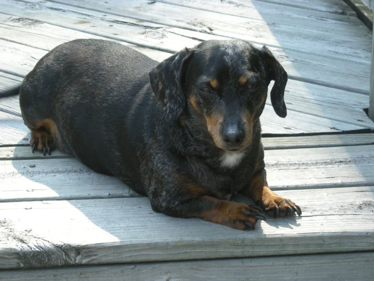 Heidi 