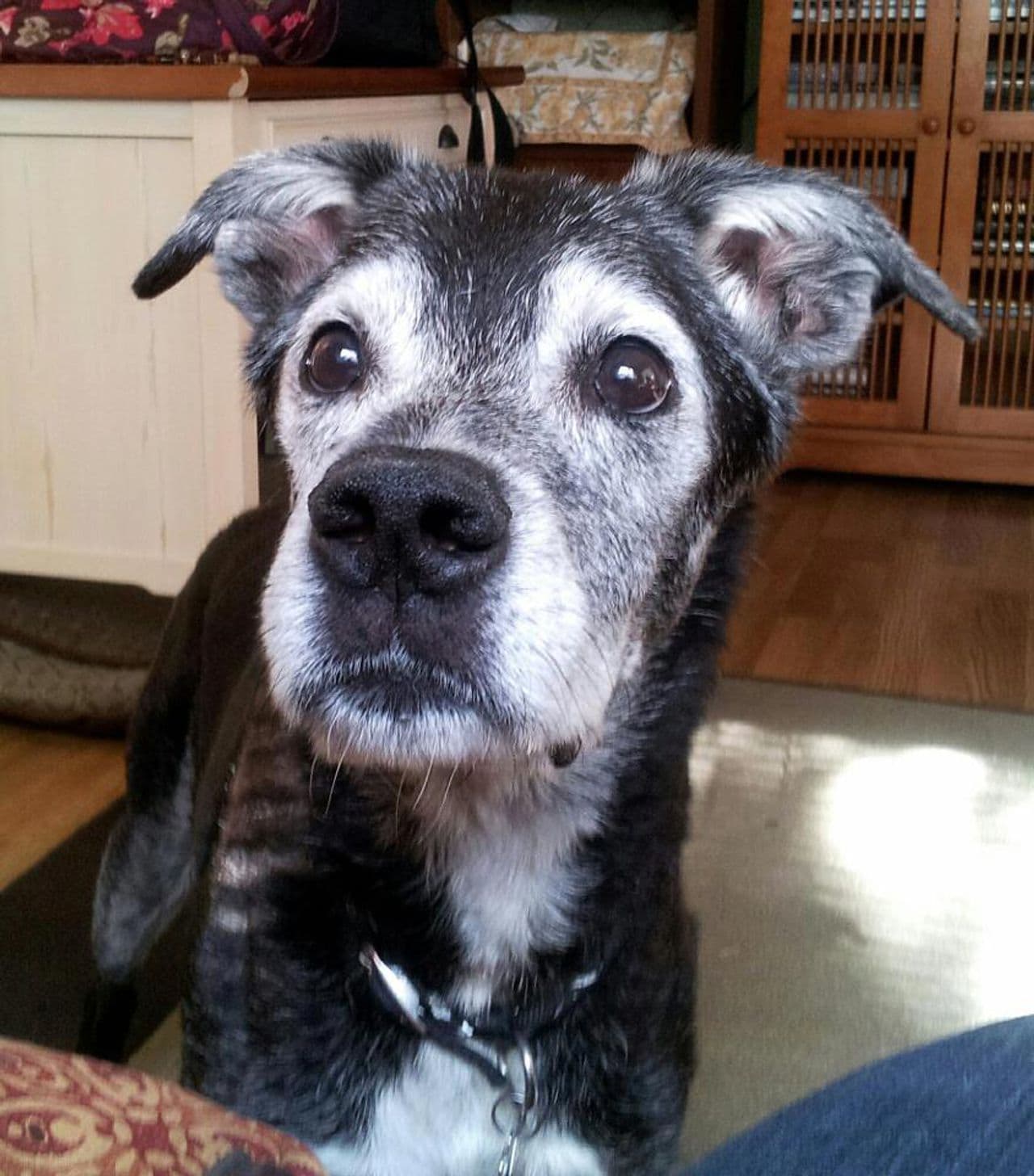 Chico