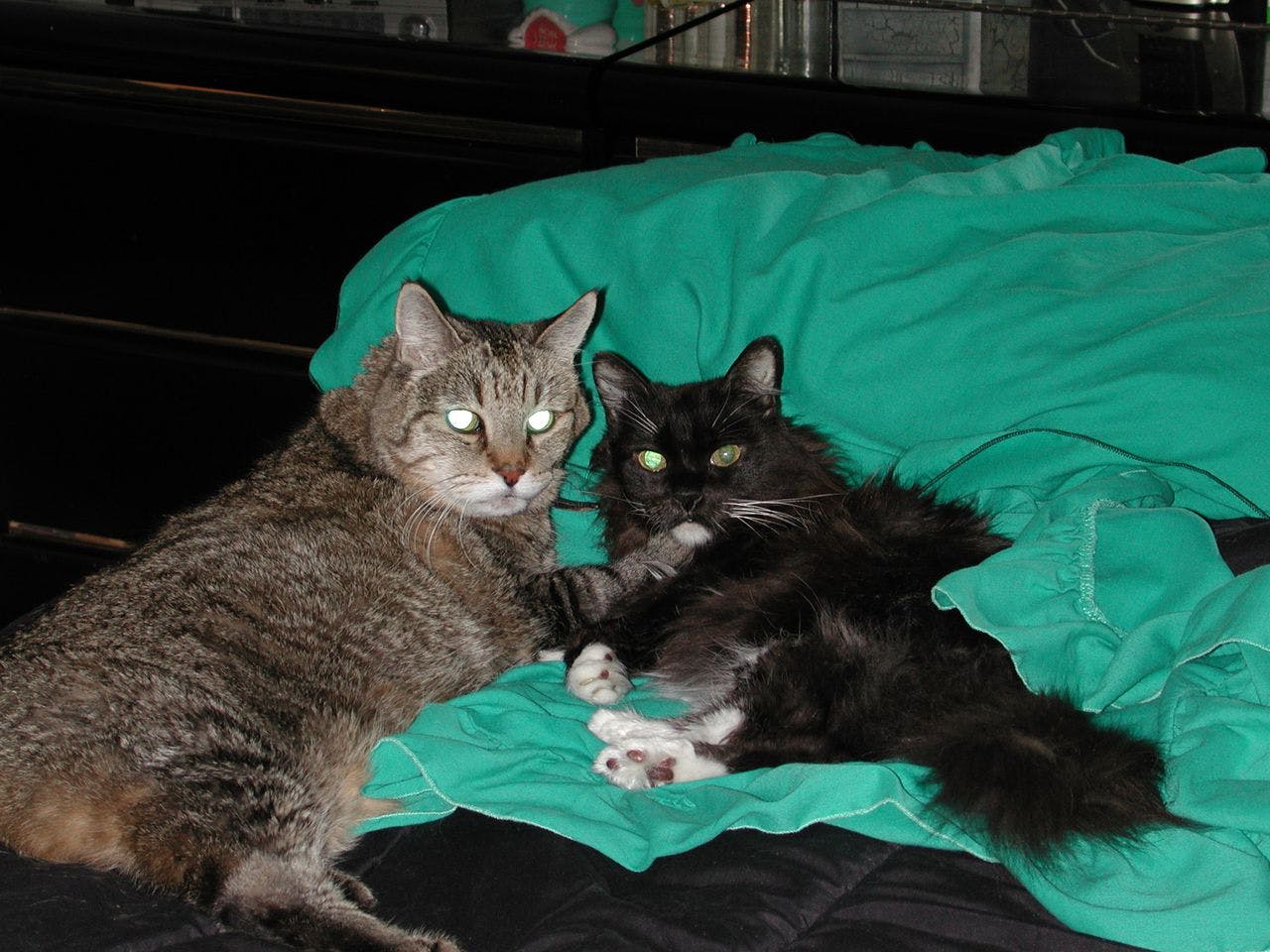 An image of Buttons & Eddie
