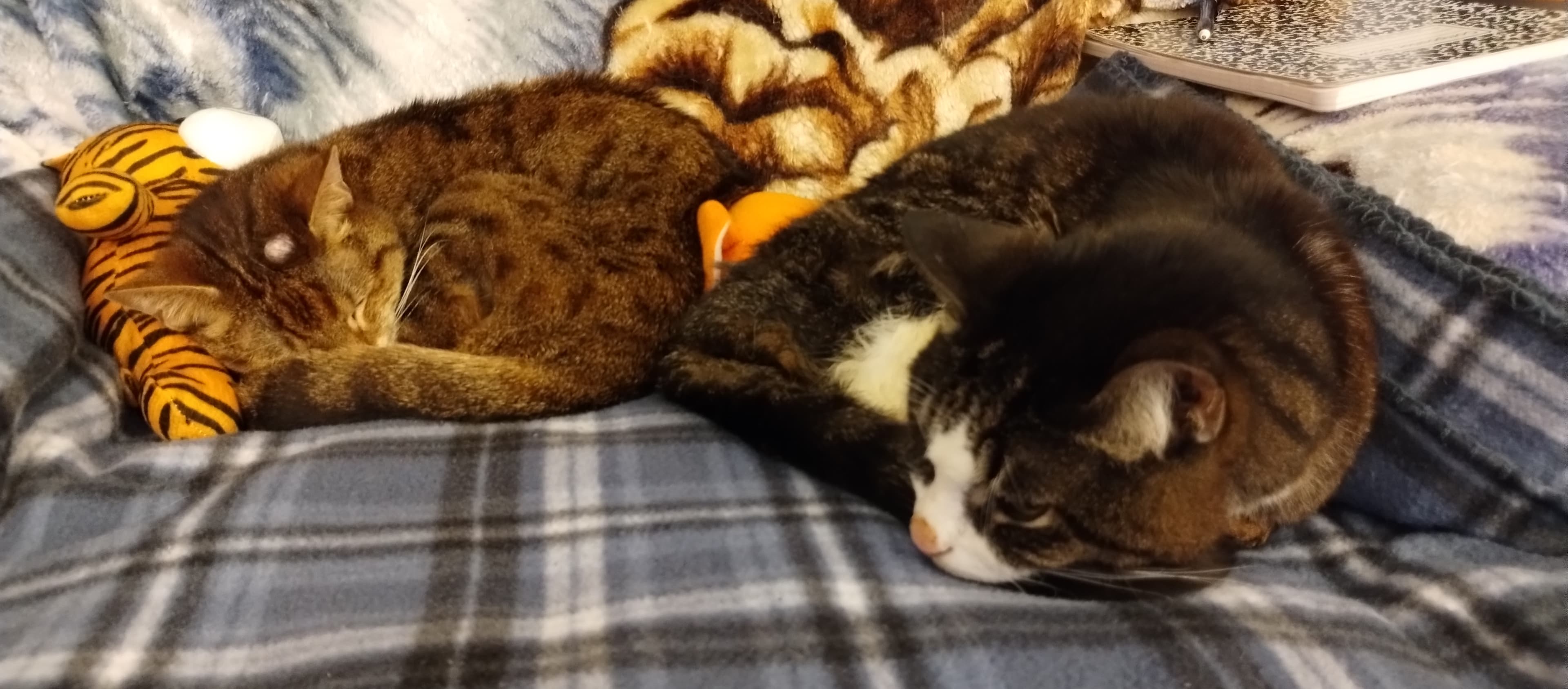 My Sons, Logan and Seth