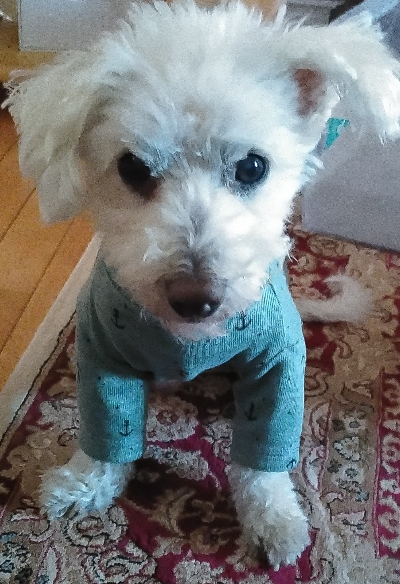 Dillyboy